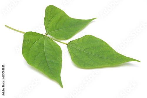 Fresh morocco bean leaves isolated on white background photo