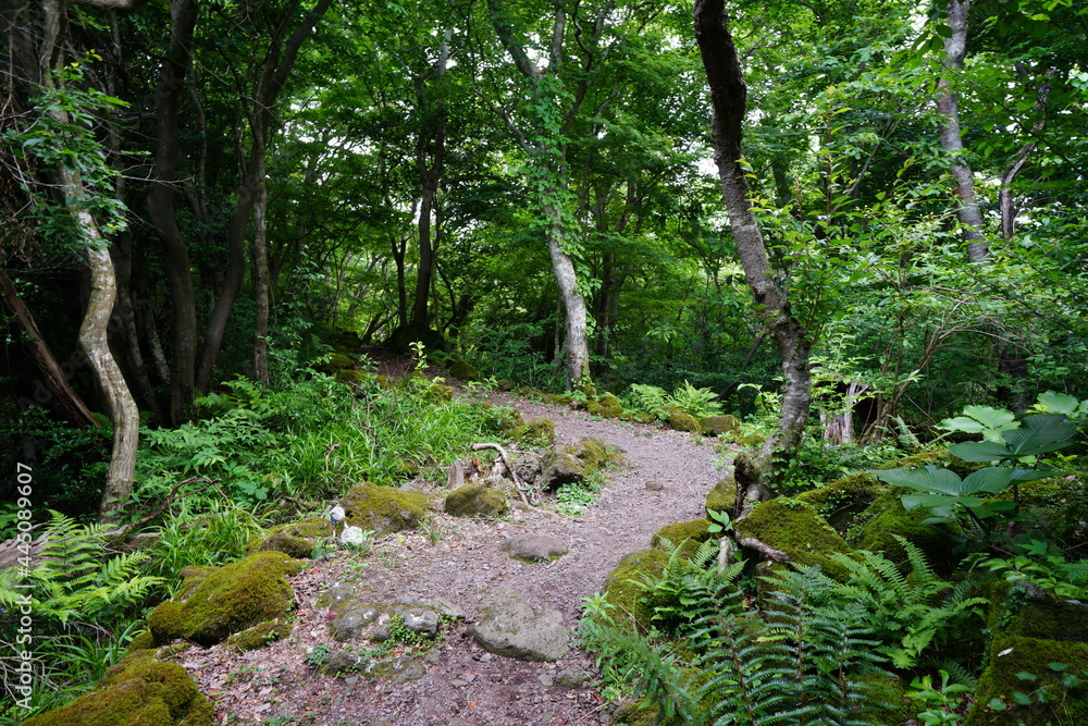 Fototapeta premium a refreshing spring forest with a path