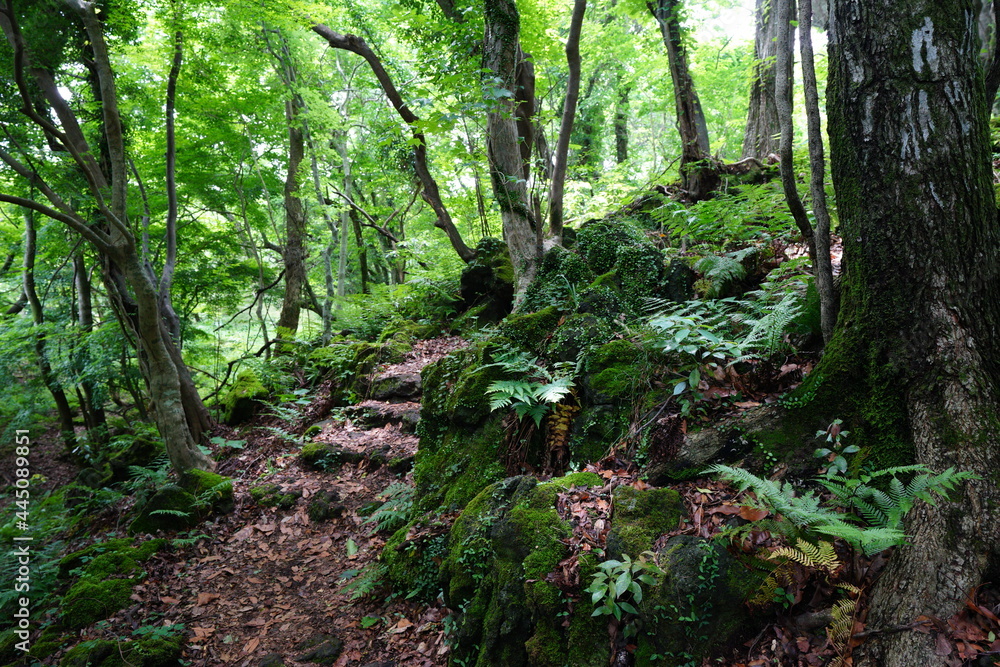 Obraz premium a refreshing spring forest with a path