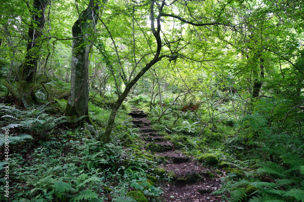 Fototapeta premium a fine pathway through a spring forest