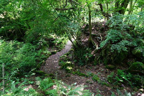 a refreshing spring forest with a path