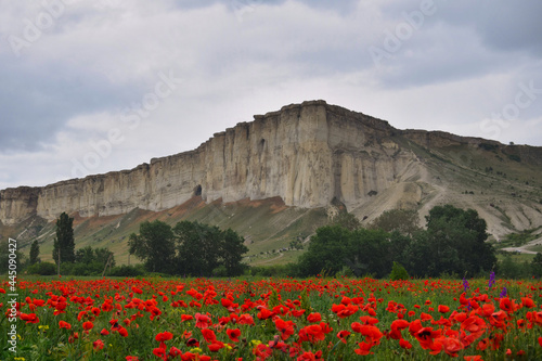 Poppy field near the White Rock