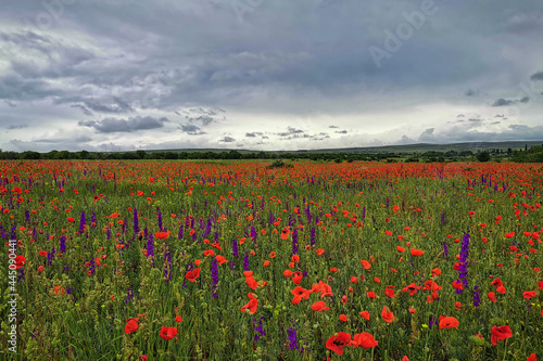 Beautiful flower field near Simferopol