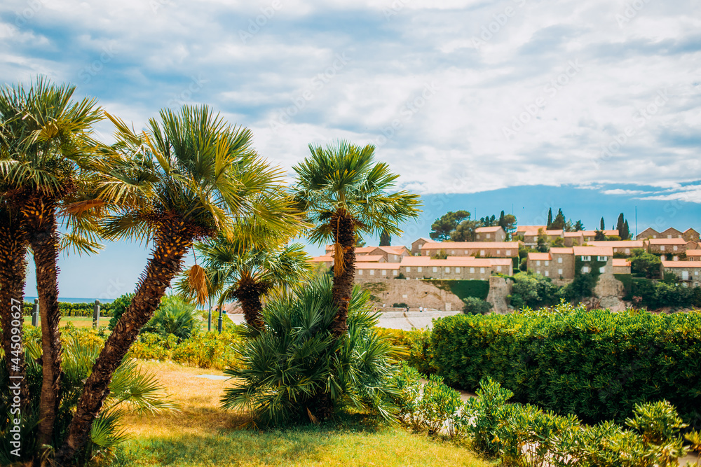 Palm trees near Sveti Stefan island, Montenegro