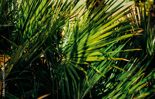 Palm trees near Sveti Stefan island  Montenegro