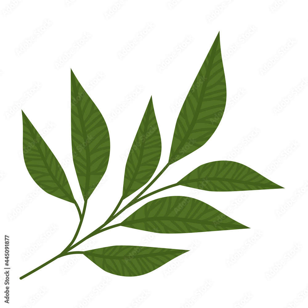 lanceolate leaves illustration