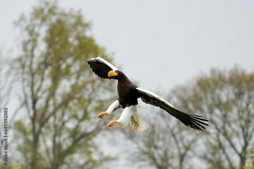 Obraz premium Close-up of a Steller's sea eagle. The bird of prey lands with outspread wings, Against the background of trees and blue sky. Detailed in full body