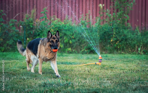 a German shepherd dog runs with a ball in its mouth on the lawn against the background of a working sprinkler