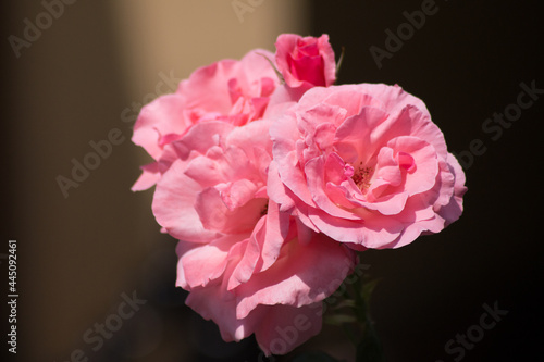 Delicate roses in the midday light