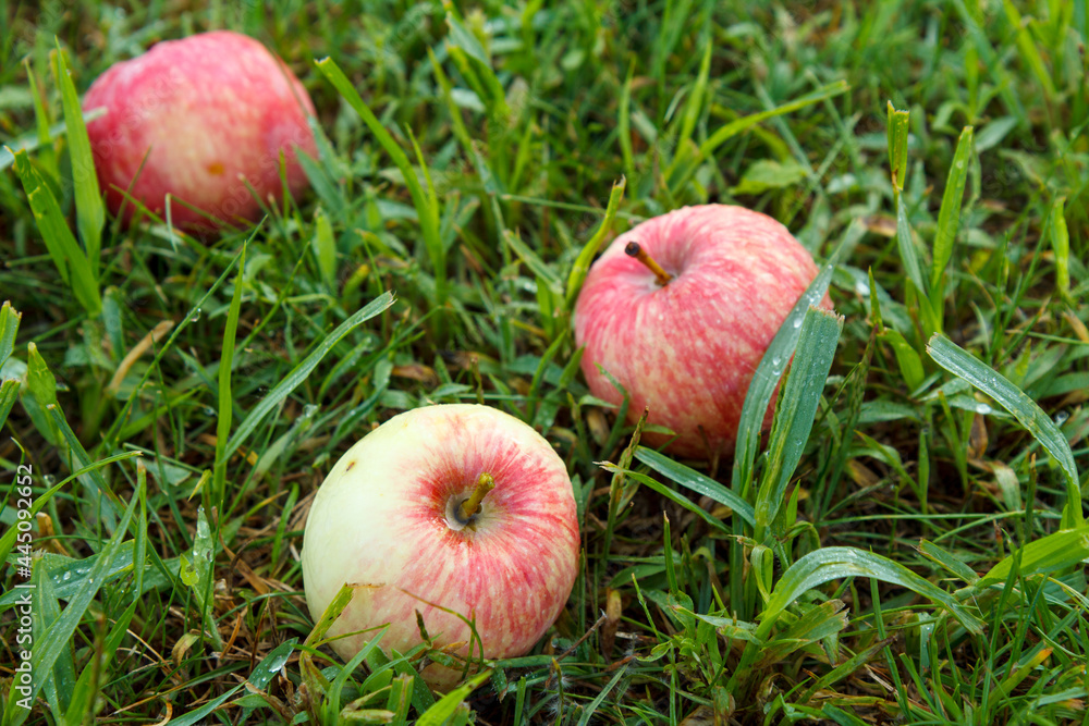 Red apples on green grass in the orchard. Fallen ripe apples Red apples on green grass in the orchard. Fallen ripe apples