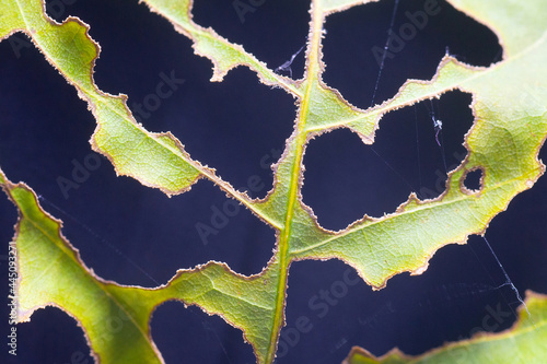 Picture of old leaves with holes infested by pests.
