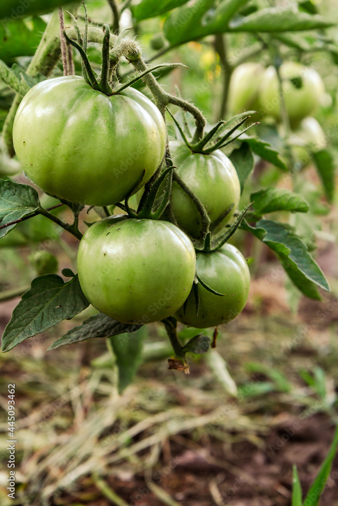 Unripe green tomatoes growing on bush in the garden.