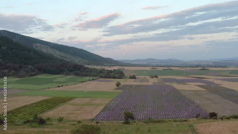 Summer evening over beautiful Bulgarian lavender crops near sunset Summer evening over beautiful Bulgarian lavender crops near sunset