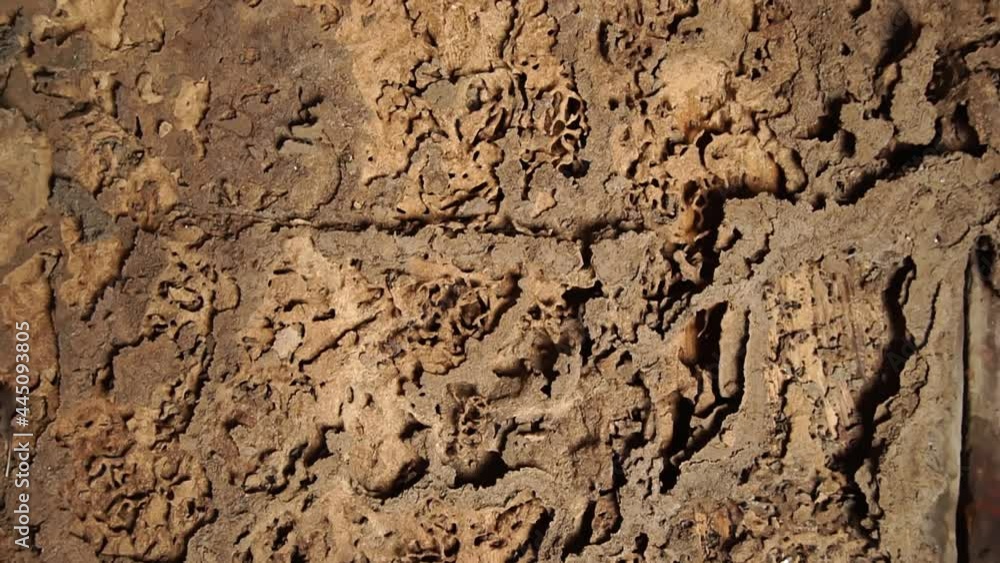 Termite damaged wood floors, Rotten damaged wood is eaten by termites because termites prefer to consume wood. Termite damaged wood floors, Rotten damaged wood is eaten by termites because termites prefer to consume wood.