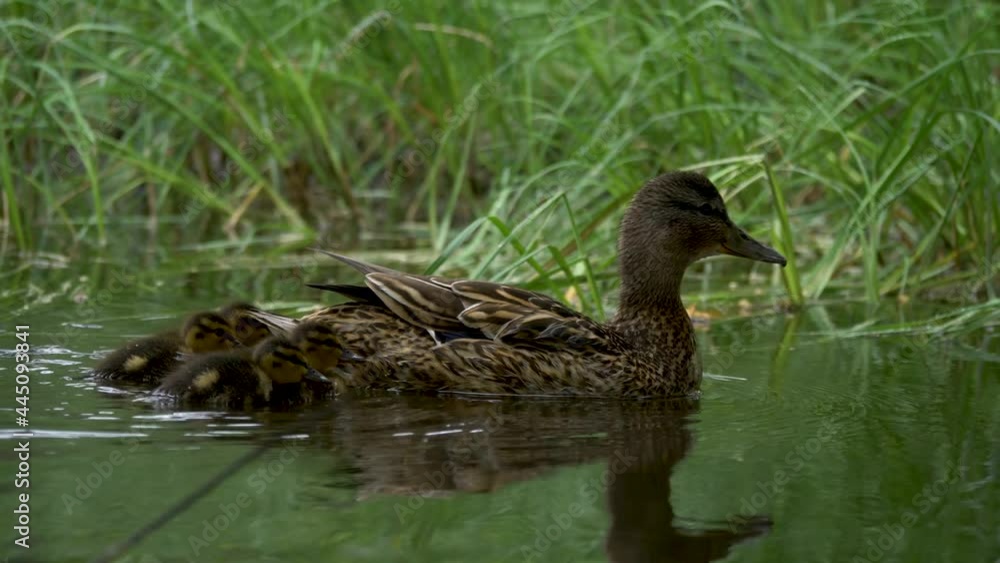 Cute newborn ducklings promptly follow Mother duck through Forest lake Cute newborn ducklings promptly follow Mother duck through Forest lake