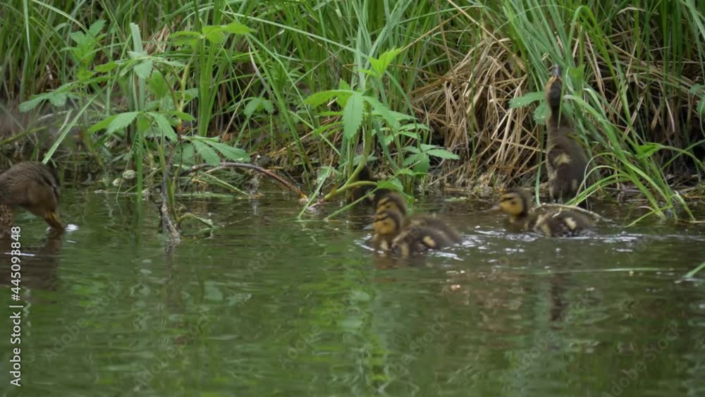 Lost ducklings try to find way out of pond observed by mother duck Lost ducklings try to find way out of pond observed by mother duck