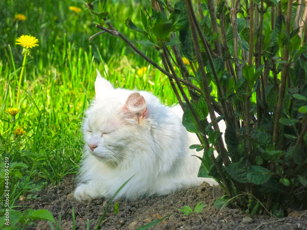 white fluffy Siberian cat rests in the summer on the ground under a bush in the garden