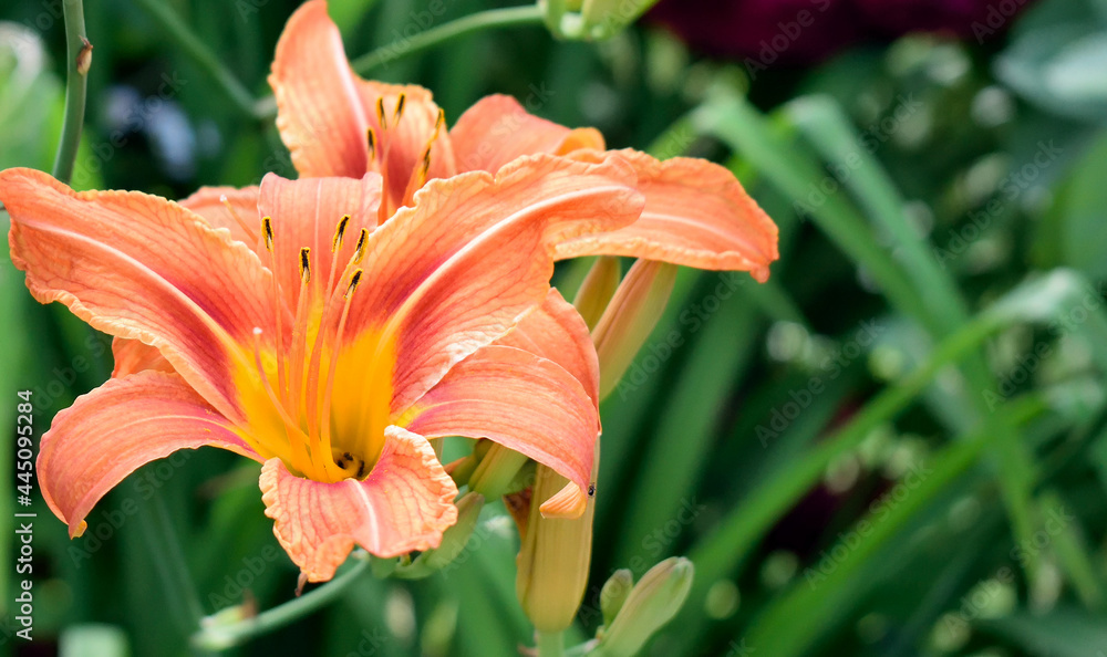Fototapeta premium orange lily blossomed in the garden, close up as texture for background