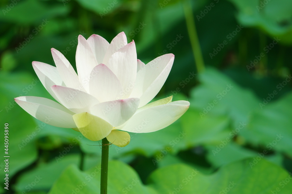 Obraz premium 花 ハス はす 蓮 ホワイト