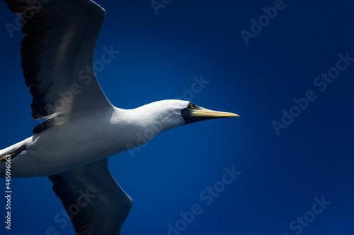 Nazca Booby  Sula granti  flies beautifully close in the blue sky.