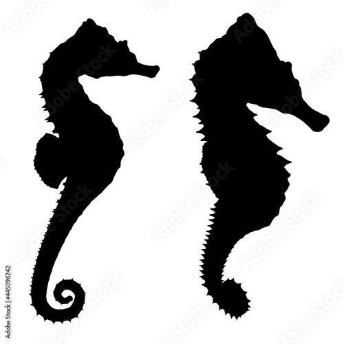 Silhouette of a seahorse isolated on a white background. Vector illustration