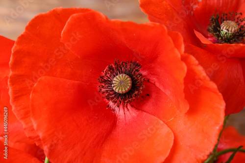 Beautiful red poppy flowers, closeup © Pixel-Shot