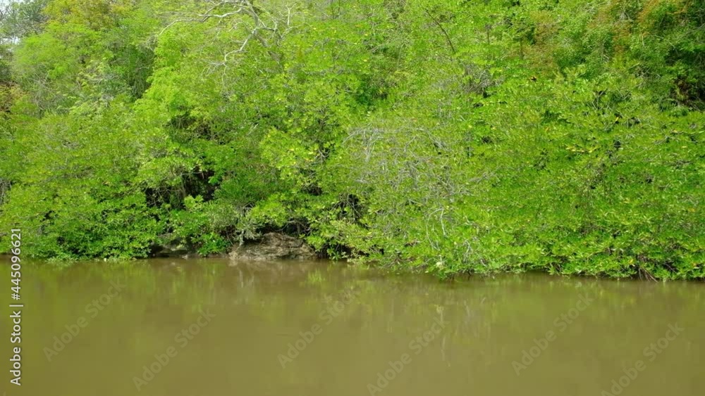 Travel ecosystem by traditional bamboo rafting through the lush mangroves scenic in one of Thailand's yellow river waterways. It is an outdoor adventure in tropical environment of canals and woods. Travel ecosystem by traditional bamboo rafting through the lush mangroves scenic in one of Thailand's yellow river waterways. It is an outdoor adventure in tropical environment of canals and woods.