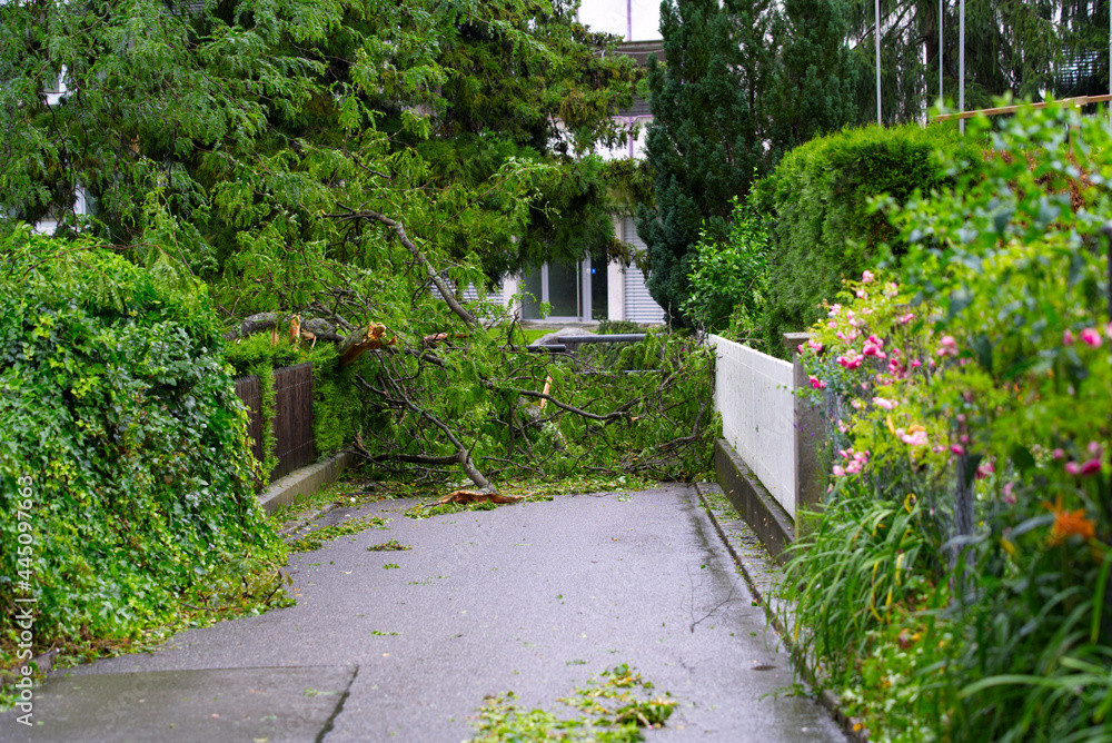 Shattered trees and branches after heavy nightly summer thunderstorm at City of Zurich. Photo taken July 13th, 2021, Zurich, Switzerland.