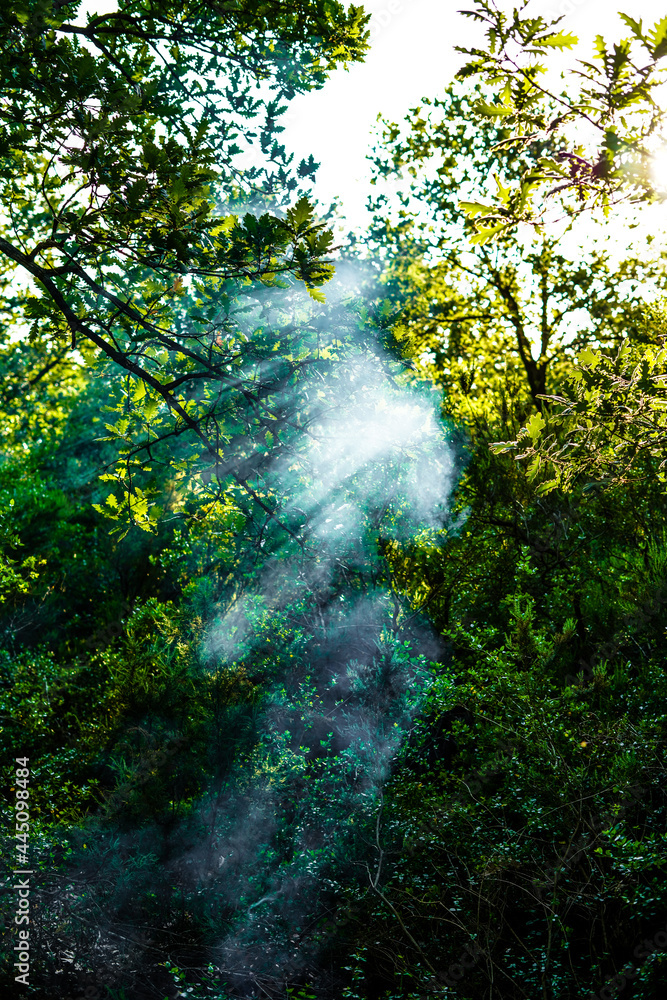 Sun rays in a green forest in spring Sun rays in a green forest in spring
