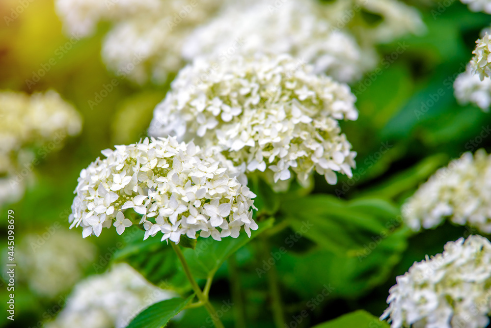 White hydrangea blooms in summer in the city Park
White hydrangea blooms in summer in the city Park