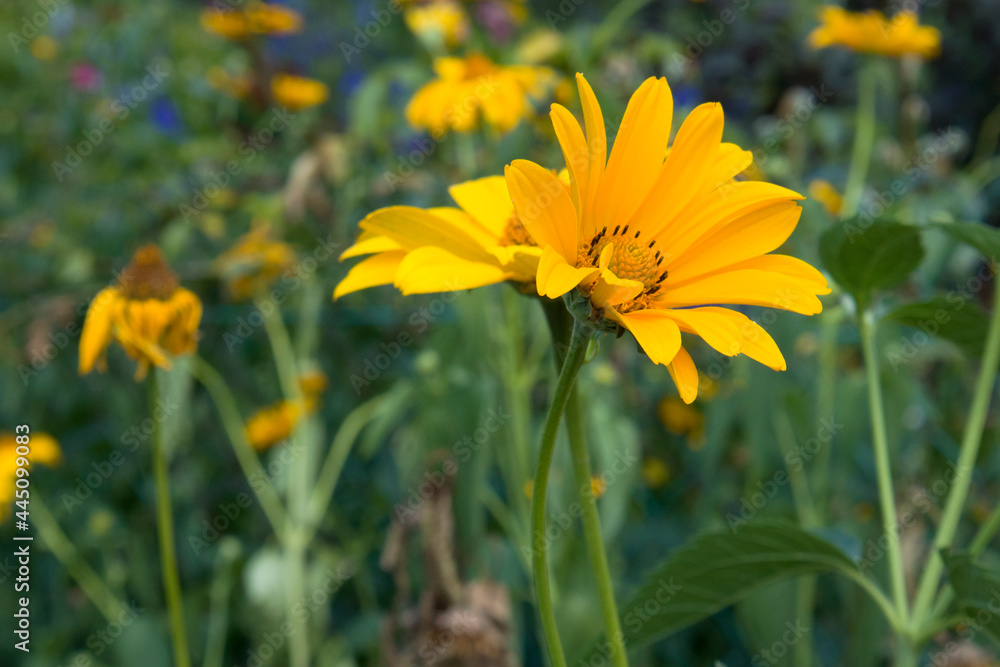 Oxe eye Heliopsis scabra grows in summer garden. Bright yellow flower on blured green background Oxe eye Heliopsis scabra grows in summer garden. Bright yellow flower on blured green background