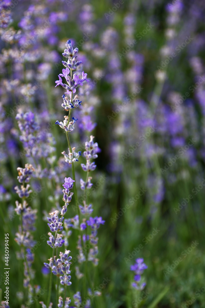 lavender flowers in the garden lavender flowers in the garden