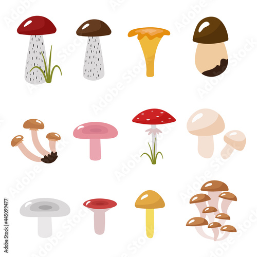 Autumn collection of mushrooms. Cartoon pictures podosinovik, podberezovik, syroezhka, ginger, fly agaric. Vector illustration isolated. For design or decoration