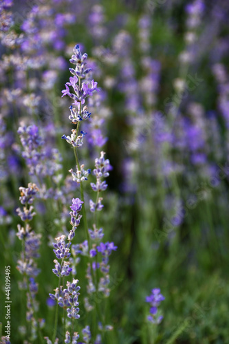 lavender flowers in the garden