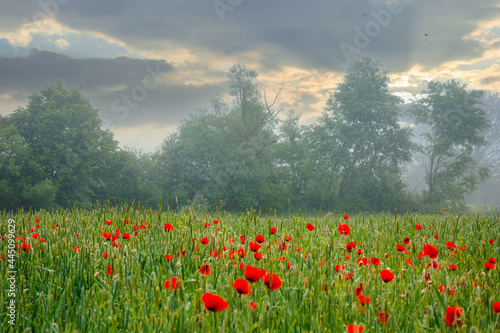 red poppy flowers among the green wheat field. beautiful rural scenery at foggy sunrise. trees blurred in the distance. clouds on the sky in morning light