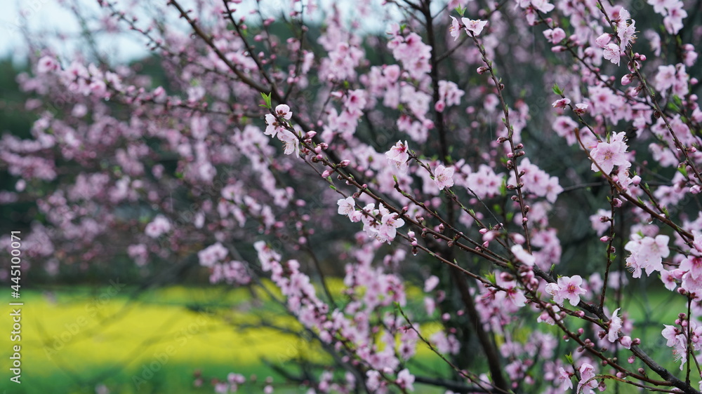 The beautiful spring view with the colorful flowers blooming in the wild field in spring The beautiful spring view with the colorful flowers blooming in the wild field in spring