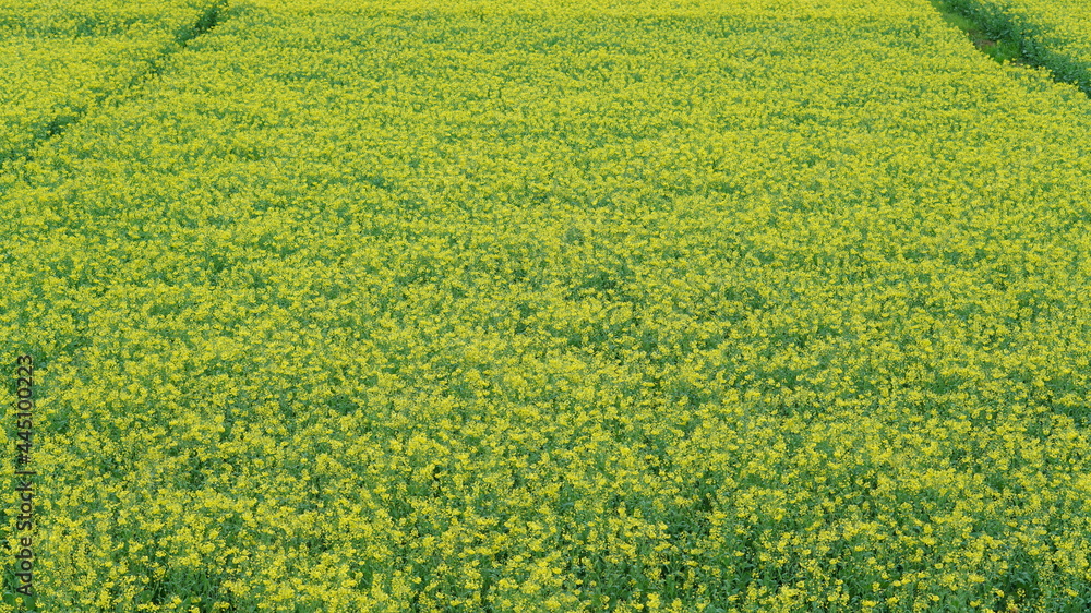 The beautiful spring view with the colorful flowers blooming in the wild field in spring The beautiful spring view with the colorful flowers blooming in the wild field in spring