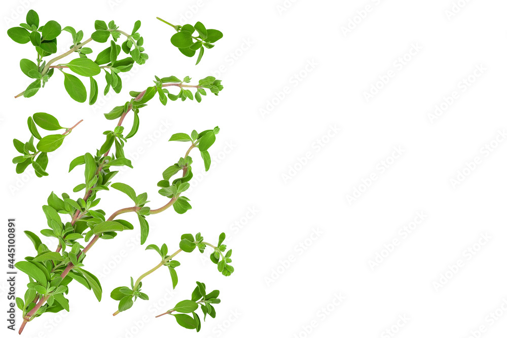 Oregano or marjoram leaves fresh and dry isolated on white background. Top view with copy space for your text. Flat lay