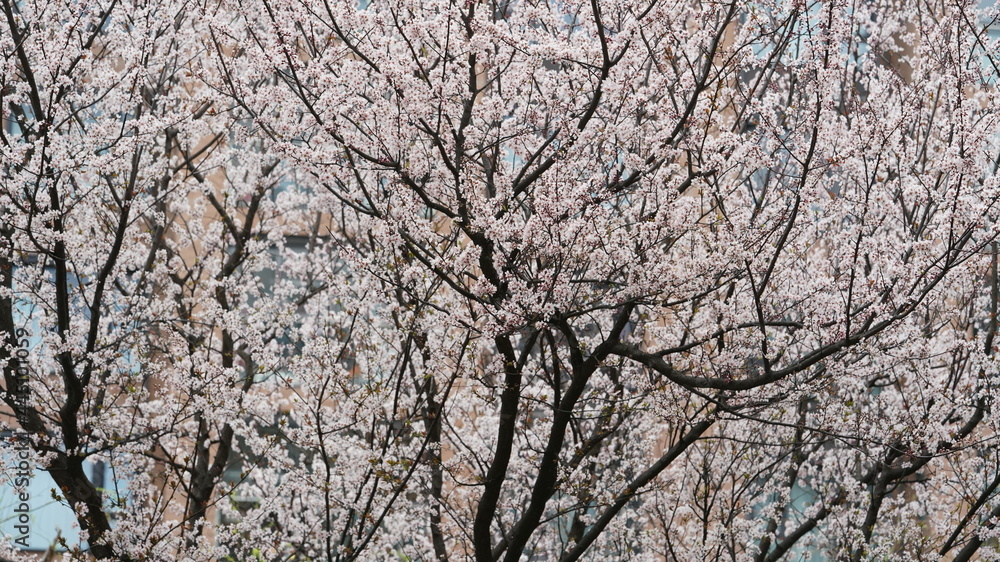 The beautiful spring view with the colorful flowers blooming in the wild field in spring The beautiful spring view with the colorful flowers blooming in the wild field in spring
