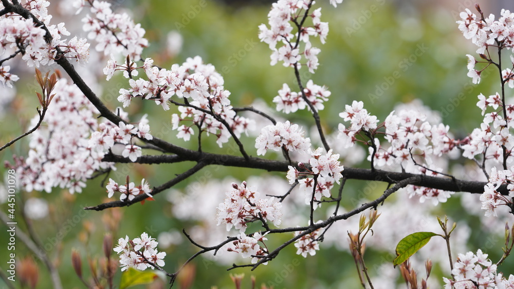 The beautiful spring view with the colorful flowers blooming in the wild field in spring The beautiful spring view with the colorful flowers blooming in the wild field in spring