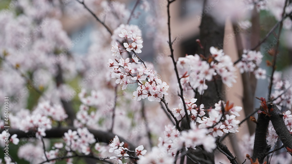 The beautiful spring view with the colorful flowers blooming in the wild field in spring The beautiful spring view with the colorful flowers blooming in the wild field in spring