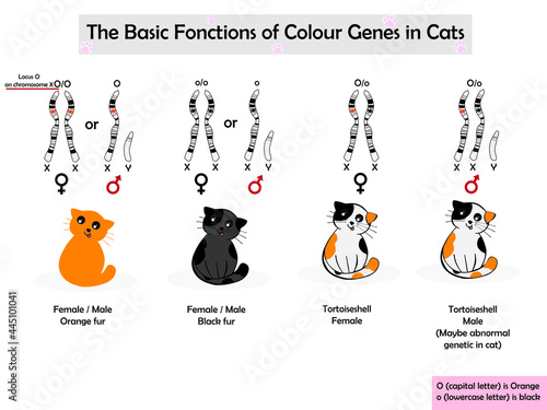 Basic color gene in cats which are orange, black and tortoiseshell fur.