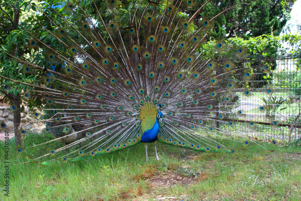 Obraz premium peacock with feathers