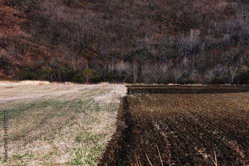 Spring crop field divided into two parts. The oak forest begins behind the field. Overlay with the field for photoshop and design