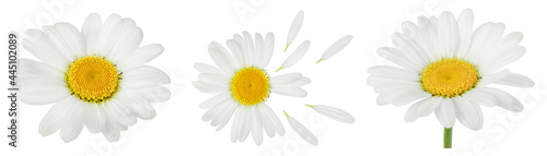 chamomile or daisies isolated on white background with full depth of field. Set or collection.