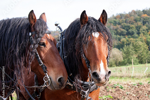 Feldarbeiten mit Pferden  © Marion
