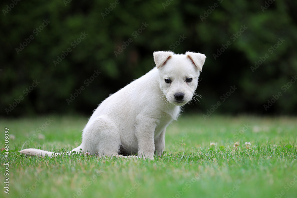 Beautiful puppy Lablador poses for photos Beautiful puppy Lablador poses for photos