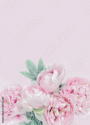 Delicate pink peonies on a pink background. banner, postcard, free space for your ideas and text. Greeting card, invitation.