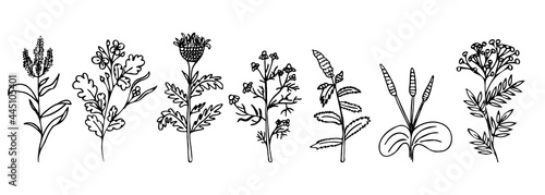 Vector set of medicinal herbs. Doodle style