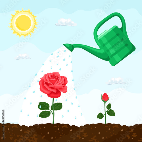 Watering can irrigated growing blooming rose. Flower bed care. Vector illustration of garden plants in cartoon flat style.